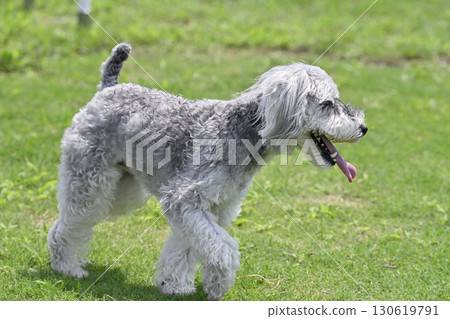 Miniature Schnauzer playing in a dog run Miniature Schnauzer playing in a dog run 130619791