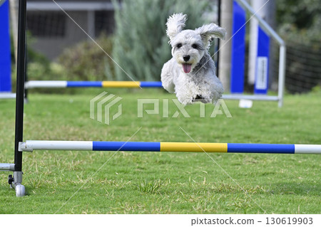 Schnauzer (Mini Schnauzer) playing in a dog run, dog agility, dog sports 130619903