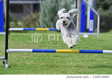 Schnauzer (Mini Schnauzer) playing in a dog run, dog agility, dog sports Schnauzer (Mini Schnauzer) playing in a dog run, dog agility, dog sports 130619904