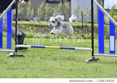 Schnauzer (Mini Schnauzer) playing in a dog run, dog agility, dog sports 130619916