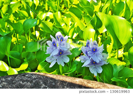 Light blue water hyacinth flowers (summer, August) 130619963