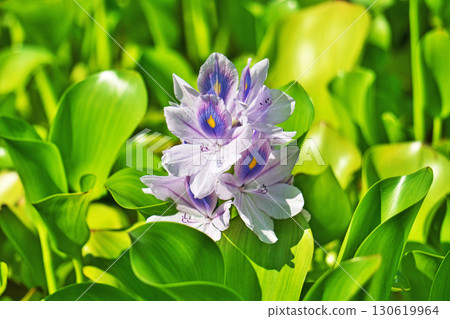 Light blue water hyacinth flowers (summer, August) 130619964