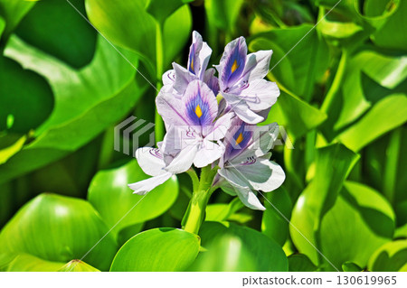 Light blue water hyacinth flowers (summer, August) Light blue water hyacinth flowers (summer, August) 130619965
