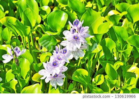 Light blue water hyacinth flowers (summer, August) 130619966