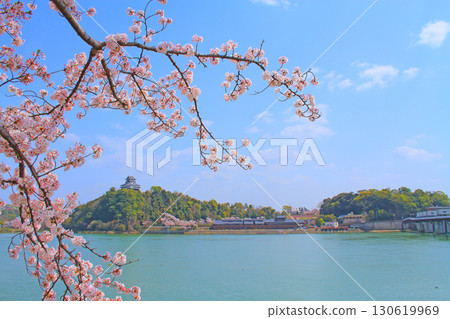 Spring scenery of Inuyama Castle and cherry blossoms in Inuyama City, Aichi Prefecture 130619969