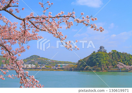 愛知縣犬山市犬山城的春天景色和櫻花 130619971