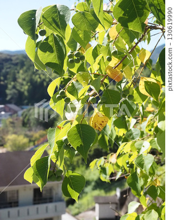 沐浴陽光的綠色烏桕果（綠果南京烏桕） 130619990