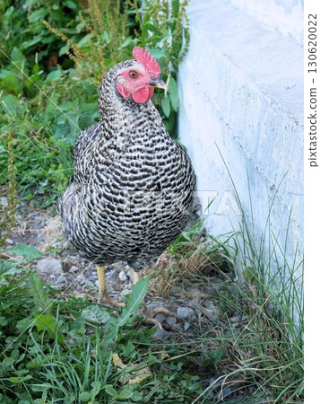 Plymouth Rock chickens (Switzerland) 130620022