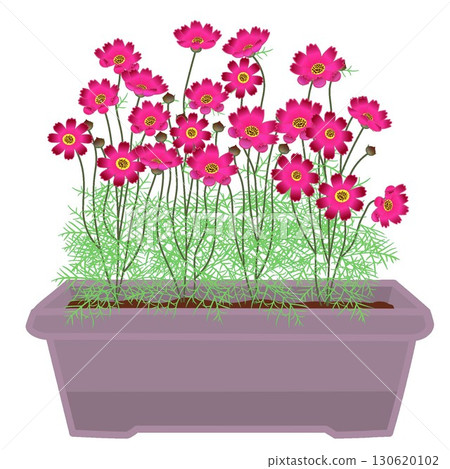 種植在花盆裡的波斯菊插圖 130620102