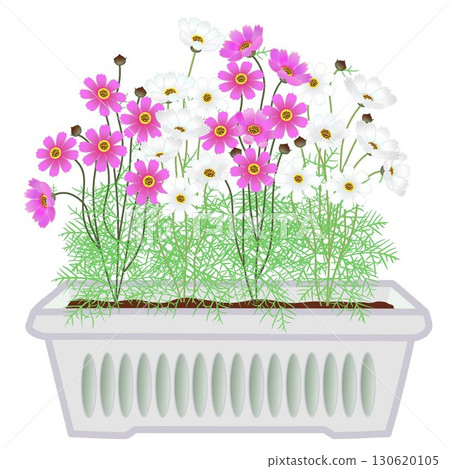 Illustration of cosmos planted in a planter Illustration of cosmos planted in a planter 130620105
