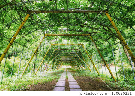 【岩手縣奧州市江刺藤原村】沐浴在夏日陽光中的紫藤隧道(側面) 【岩手縣奧州市江刺藤原村】沐浴在夏日陽光中的紫藤隧道(側面) 130620231