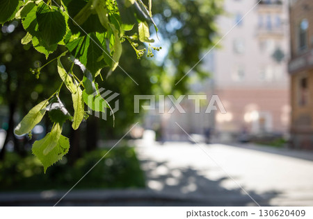 Green leaves in sunlight with blurred urban background creating a serene outdoor atmosphere Green leaves in sunlight with blurred urban background creating a serene outdoor atmosphere 130620409