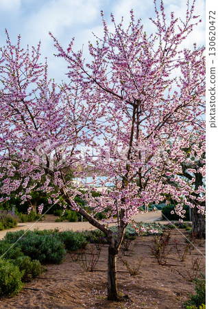 Blooming almond tree with pink flowers at Stavros Niarchos Park, Greece. 130620472
