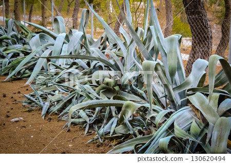 Agave plants with blue-green leaves at Diomedes Botanic Garden in Athens, Greece. Agave plants with blue-green leaves at Diomedes Botanic Garden in Athens, Greece. 130620494