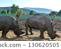 Two rhinoceroses feeding on ground at Attica Zoological Park in Athens, Greece. 130620505