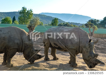 Two rhinoceroses feeding on ground at Attica Zoological Park in Athens, Greece. 130620505