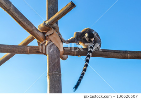 Ring-tailed lemur on wooden structure at Attica Zoological Park in Athens, Greece. 130620507