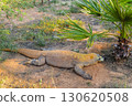 Komodo dragon resting on ground at Attica Zoological Park in Athens, Greece. 130620508
