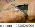 Lizard emerging from rocky shelter at Attica Zoological Park in Athens, Greece. 130620509
