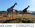 Group of giraffes in enclosure at Attica Zoological Park in Athens, Greece. 130620512