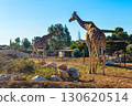 Two giraffes in enclosure at Attica Zoological Park in Athens, Greece. 130620514