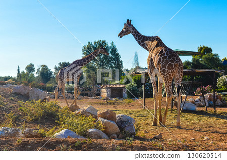 Two giraffes in enclosure at Attica Zoological Park in Athens, Greece. 130620514