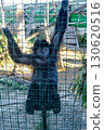 Black monkey behind fence at Attica Zoological Park in Athens, Greece. 130620516