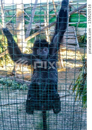 Black monkey behind fence at Attica Zoological Park in Athens, Greece. 130620516