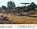 Zebras grazing under shelter at Attica Zoological Park in Athens, Greece. 130620517