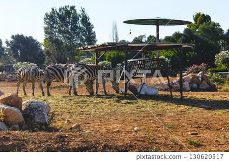 Zebras grazing under shelter at Attica Zoological Park in Athens, Greece. 130620517