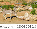 Asian wild ass eating grass at Attica Zoological Park in Athens, Greece. 130620518
