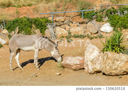 Asian wild ass eating grass at Attica Zoological Park in Athens, Greece. 130620518