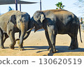 Two elephants playing together at Attica Zoological Park in Athens, Greece. 130620519