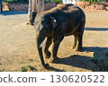 Close-up of elephant walking at Attica Zoological Park in Athens, Greece. 130620522