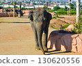 Elephant walking forward at Attica Zoological Park in Athens, Greece. 130620556