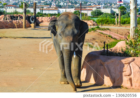 Elephant walking forward at Attica Zoological Park in Athens, Greece. 130620556