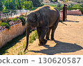 Elephant walking in enclosure at Attica Zoological Park in Athens, Greece. 130620587