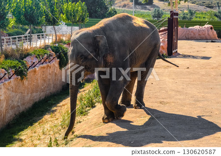 Elephant walking in enclosure at Attica Zoological Park in Athens, Greece. 130620587