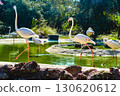 Flamingos by the pond at Attica Zoological Park in Athens, Greece. 130620612