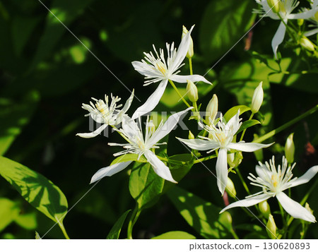 沐浴在晨光中的白色花蕾與鐵線蓮 沐浴在晨光中的白色花蕾與鐵線蓮 130620893