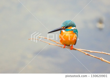 翠鳥在城市中共存 130620901