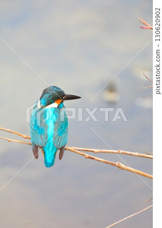 翠鳥在城市中共存 130620902