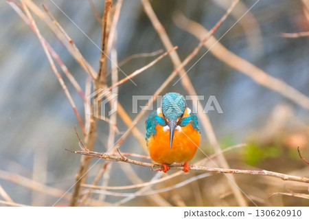 翠鳥在城市中共存 翠鳥在城市中共存 130620910