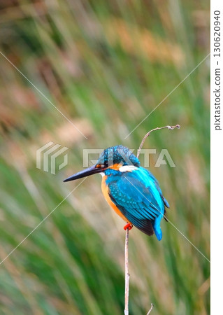 翠鳥在城市中共存 130620940