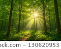 Forest path with sunlight filtering through the trees 130620953