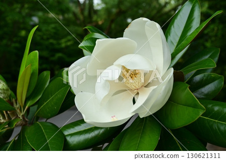 大花木蘭(木蘭科)常綠高大喬木 大花木蘭(木蘭科)常綠高大喬木 130621311