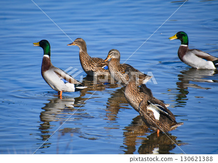 A flock of mallards standing in the river A flock of mallards standing in the river 130621388