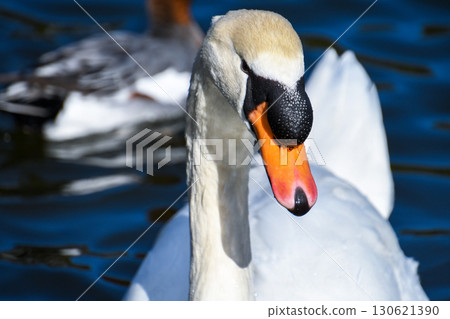 Up-up of the face of the swallow swans 130621390