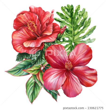 red hibiscus flowers with tropical green leaves watercolor painting exotic botanical floral illustration paradise summer decor red hibiscus flowers with tropical green leaves watercolor painting exotic botanical floral illustration paradise summer decor 130621775