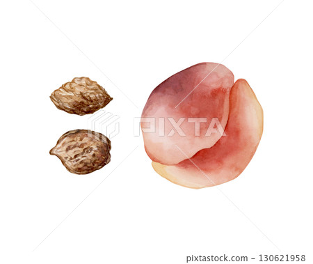 Peach Summer Juicy Ripe Fruit Seed Watercolor hand drawn floral food illustration isolated on white background for home kitchen textile fresh fabric print card cosmetic package porcelain crockery Peach Summer Juicy Ripe Fruit Seed Watercolor hand drawn floral food illustration isolated on white background for home kitchen textile fresh fabric print card cosmetic package porcelain crockery 130621958